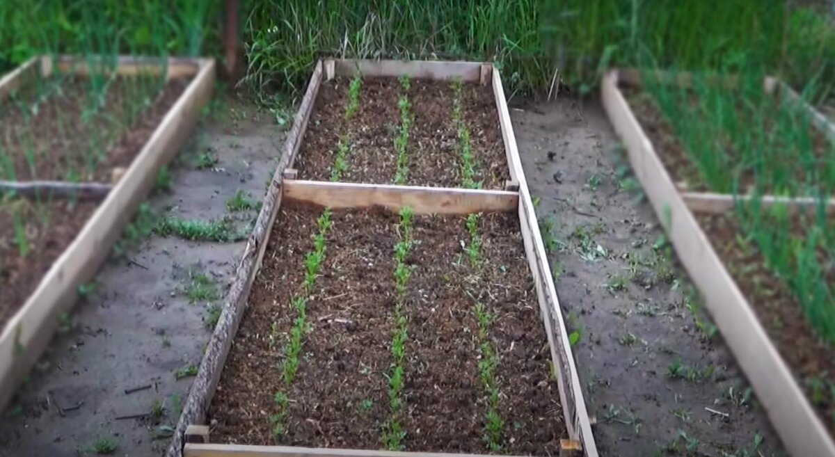 В этих грядках семена подготавливала, перед посадкой