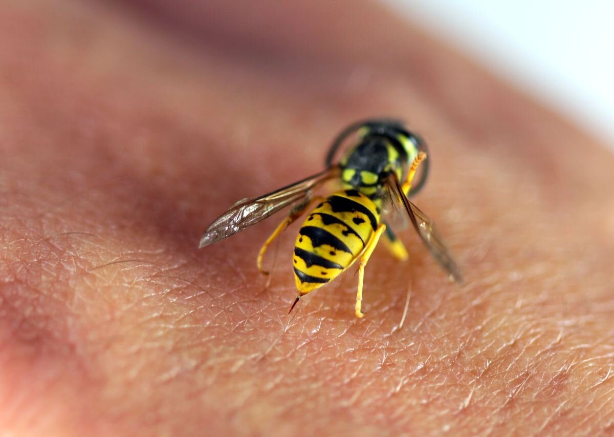 Оса - жалящее стебельчатобрюхое насекомое, не относящееся к пчелам и муравьям.