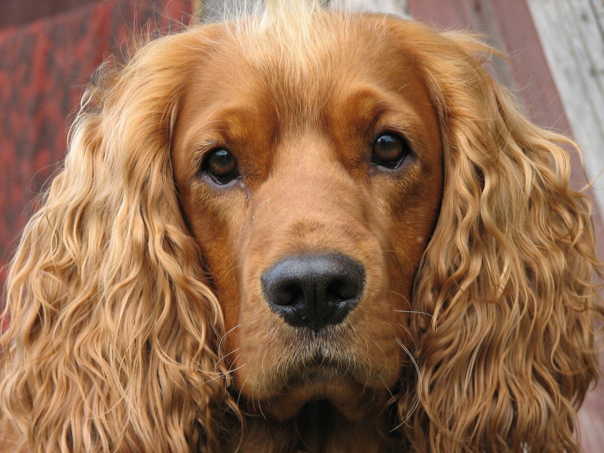 Любовь — это спаниель, которого больше радует наказание от хозяйской руки, чем ласки руки посторонней  (Чарлз Колтон)  