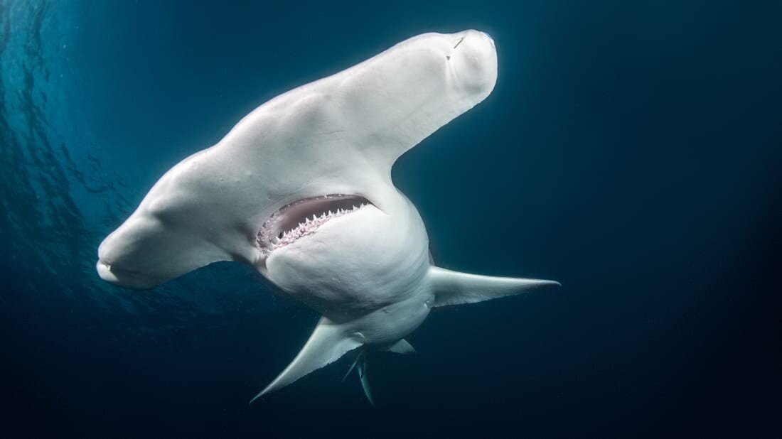 Зачем акуле-молот на голове молот?