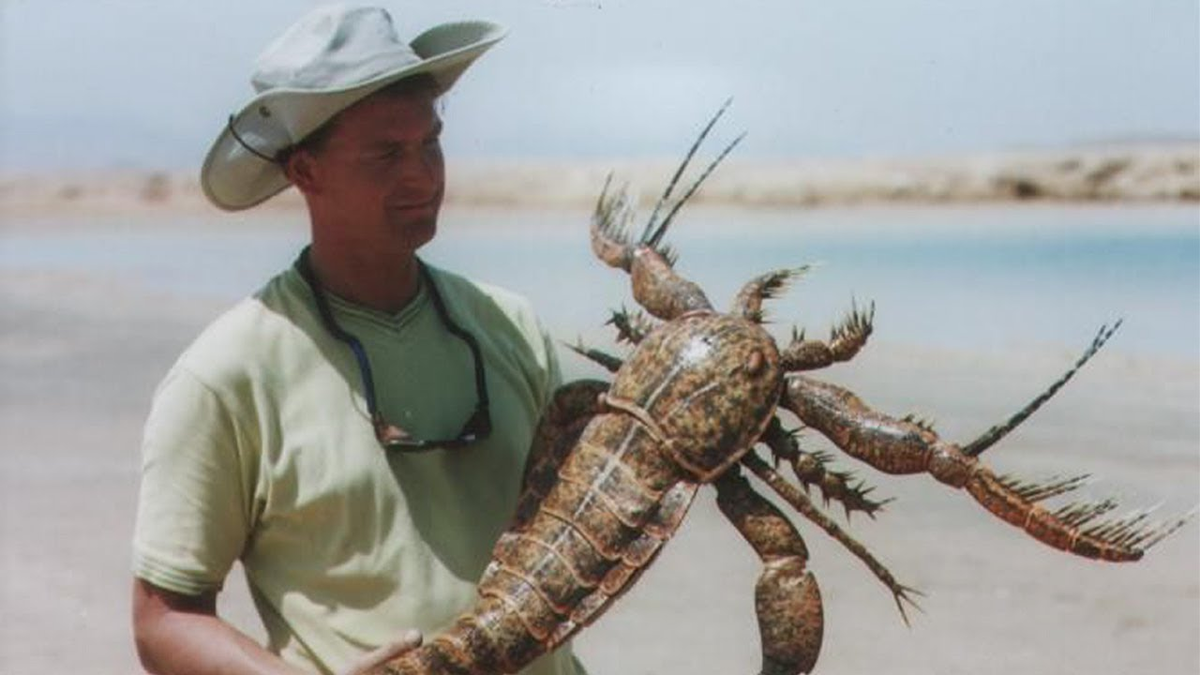 Может ли ракоскорпион платить налоги? 