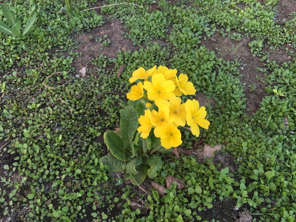 Одинокое пятно на земле