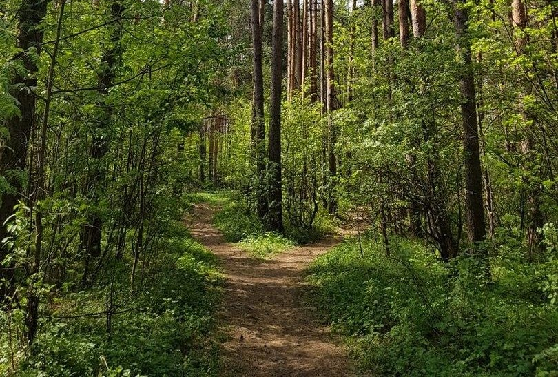 Лес казани сайт. Дербышки лес. Леса Казани. Лес природа Казань. Поле в Дербышках в лесу.