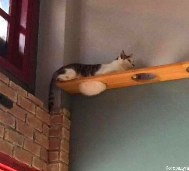 Смешные котики. Источник: pinterest.com