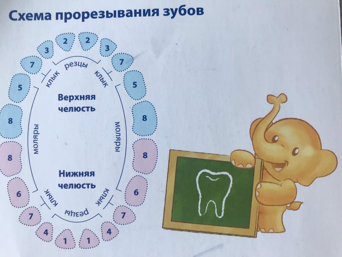 Схема прорезания молочных зубов