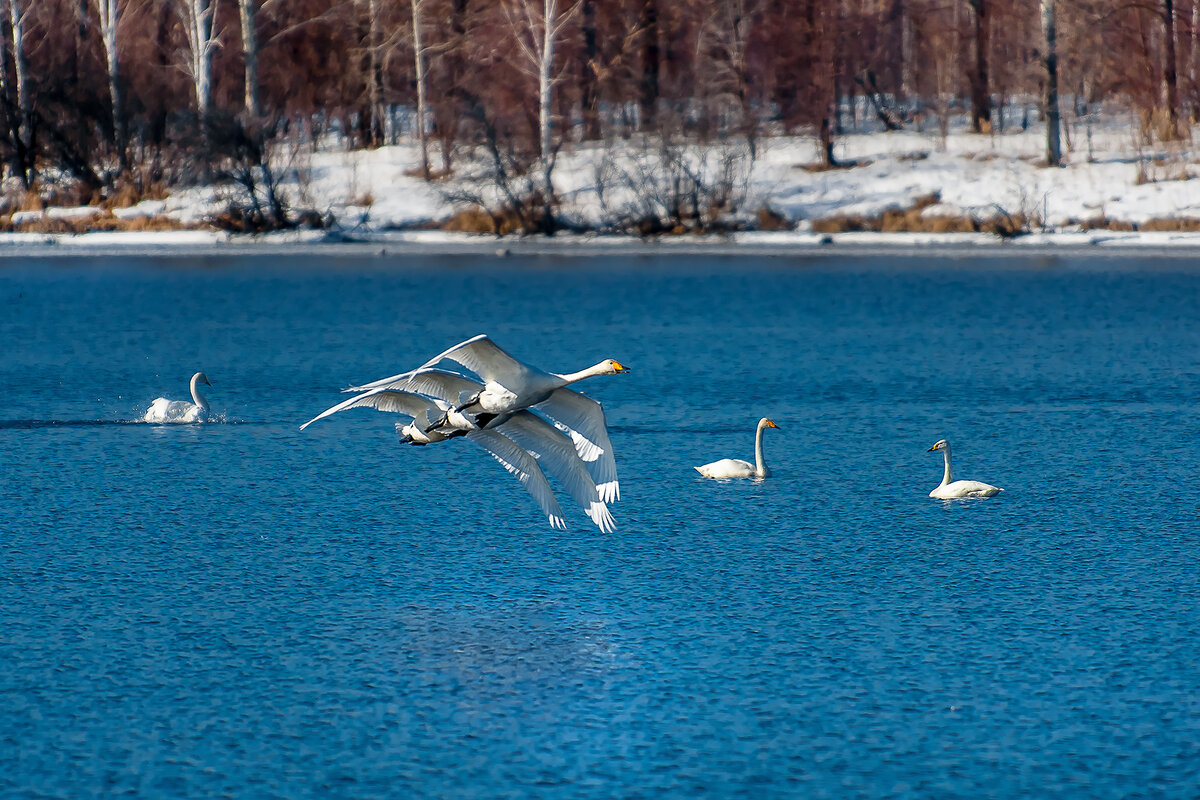 Лебединое озеро февраль. Лебединое озеро Алтай. Лебедевка озеро Лебединое озеро. Лебединое озеро Алтайский край. Озеро Лебединое Выборгский район.