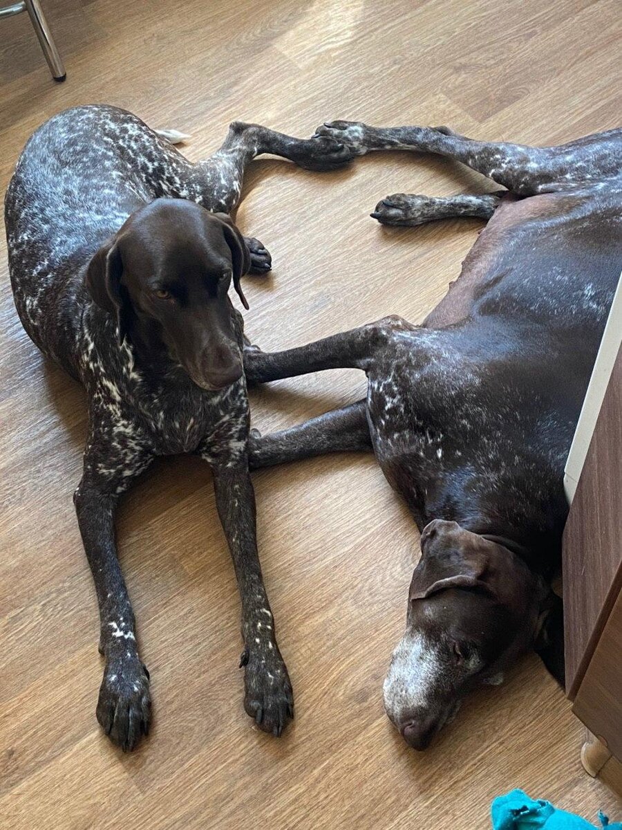 Фотка собак родителей