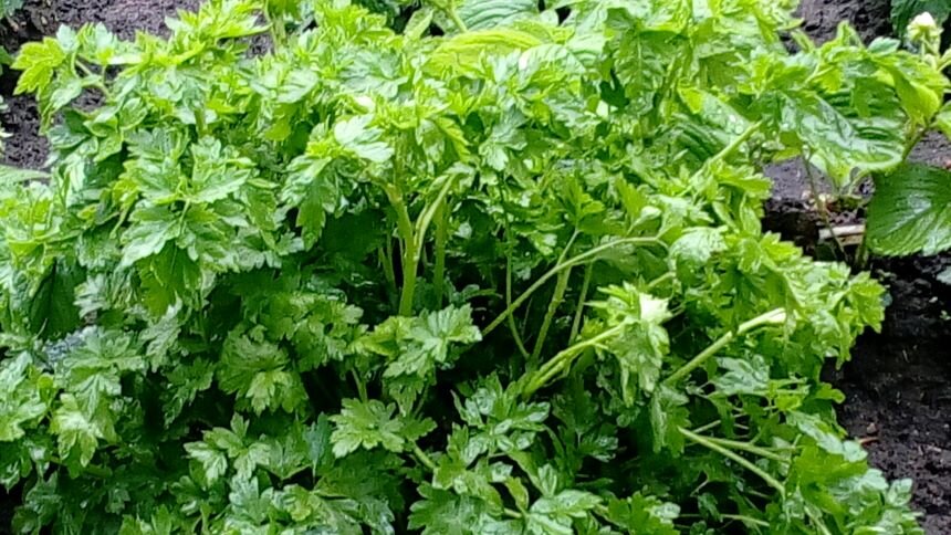 Рання петрушка. Фото автора