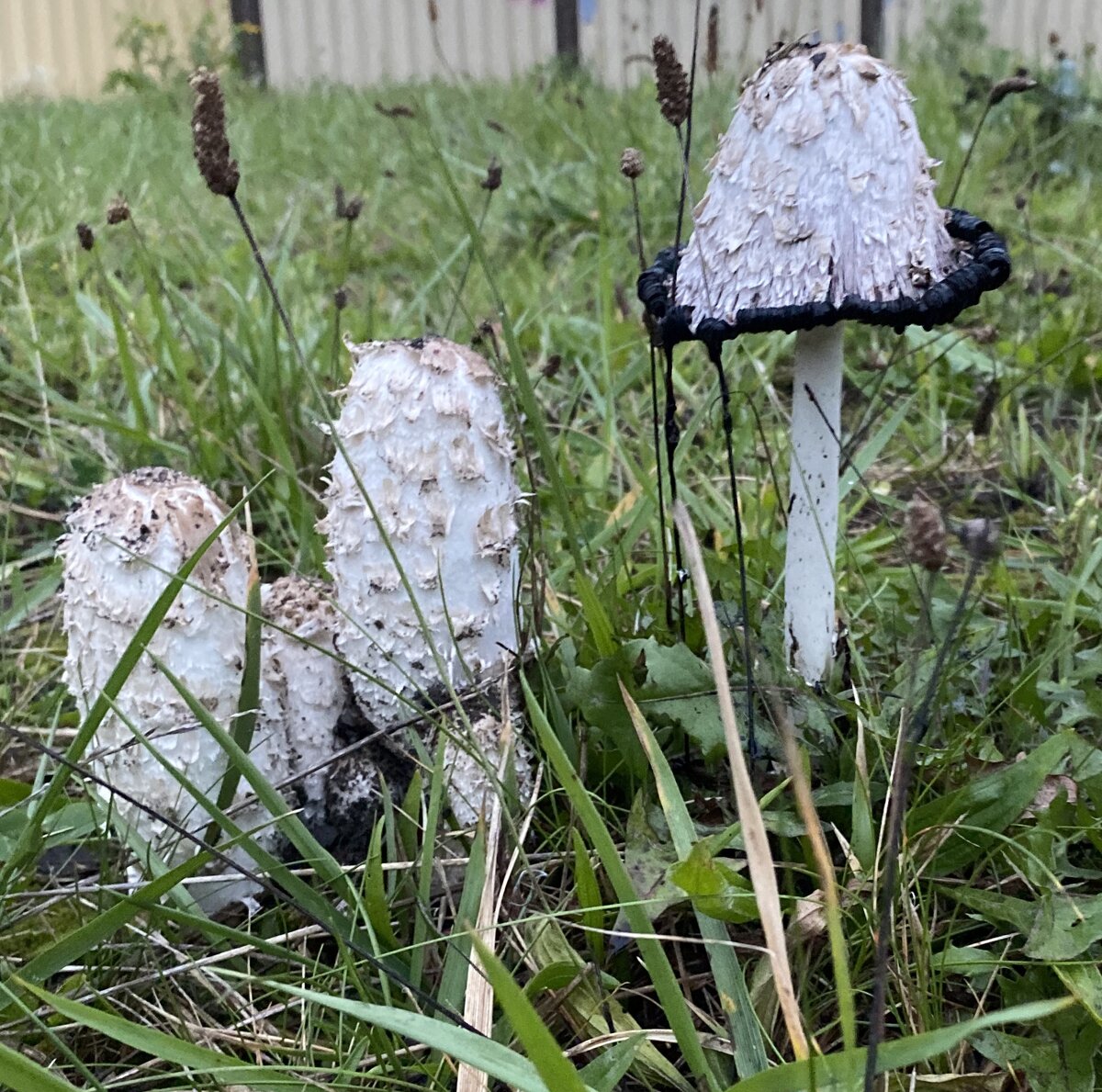 Такие же гнилые как и люди 