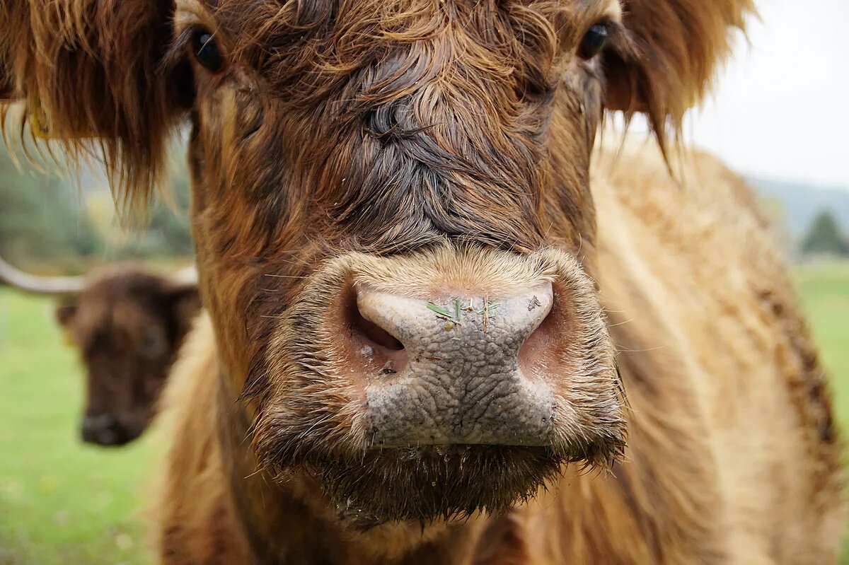 Узор на носу у каждой коровы уникален!