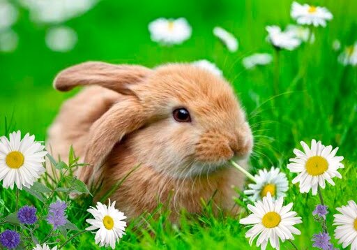 Чем кормить кролика?