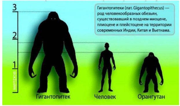 Рост наглядно сравнить двух