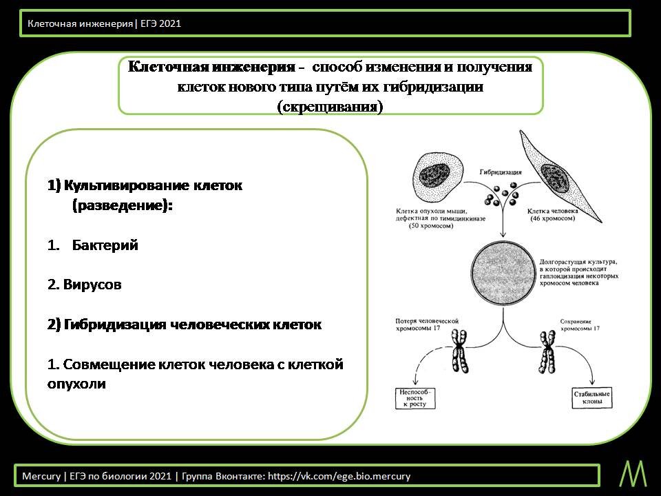 Клеточная инженерия