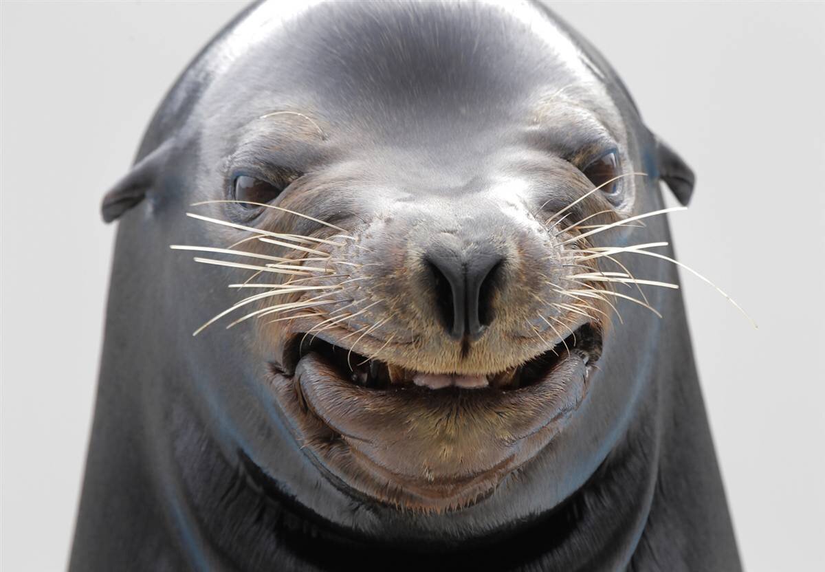 Морской котик улыбается