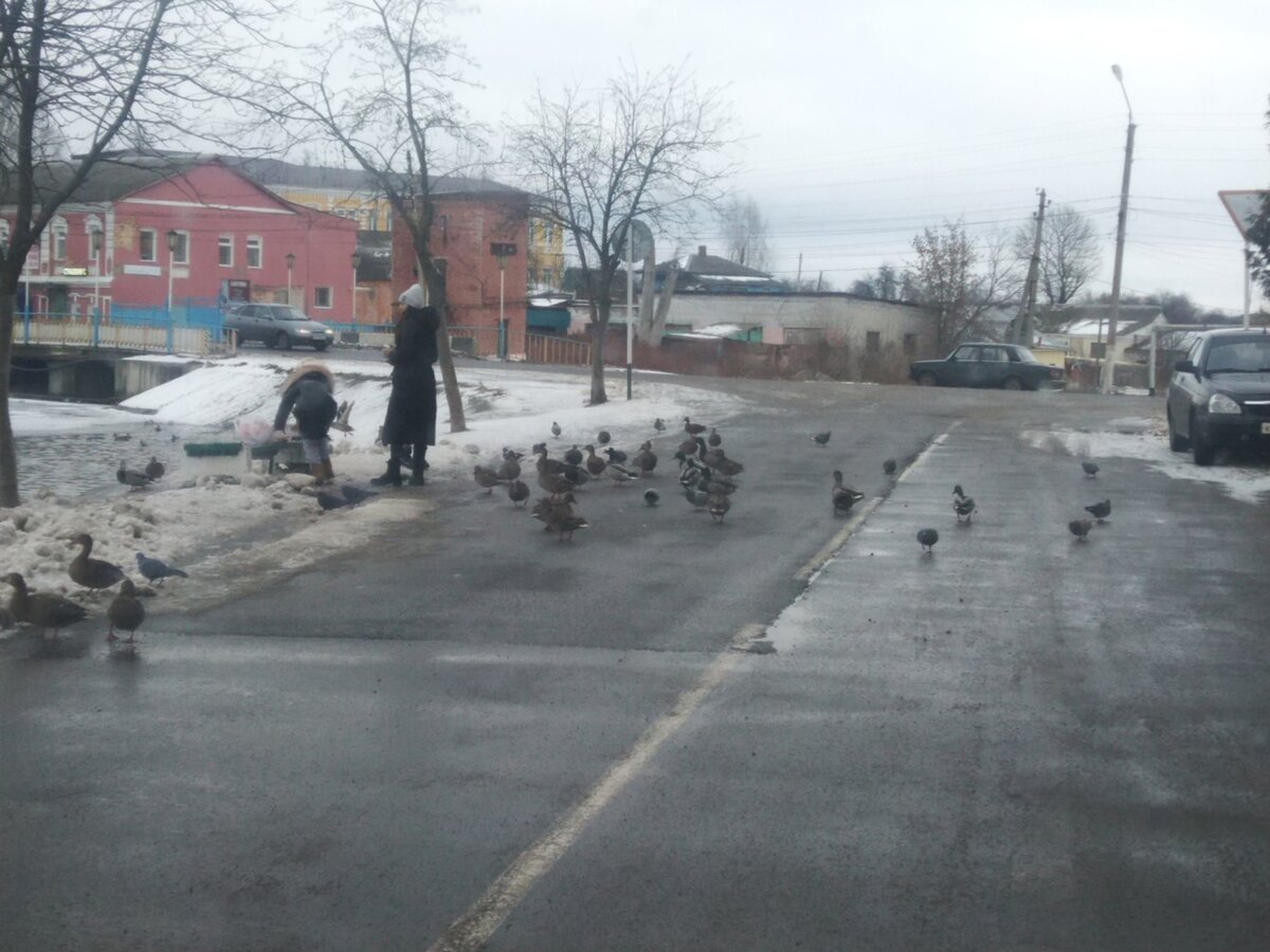 Мама с детьми кормила уток и голубей, и те и другие кидались под колёса моего автомобиля за едой...
