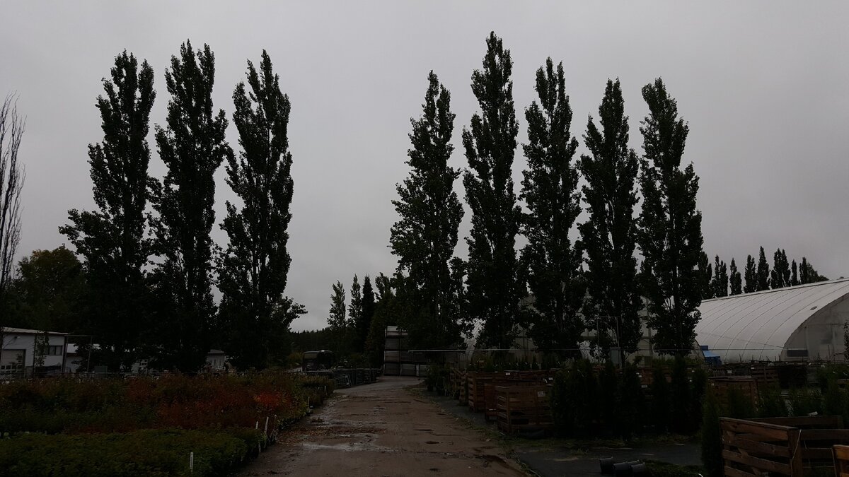Puutarha Tahvoset Oy - фото Елены Мумриной. Узкие финские осины.