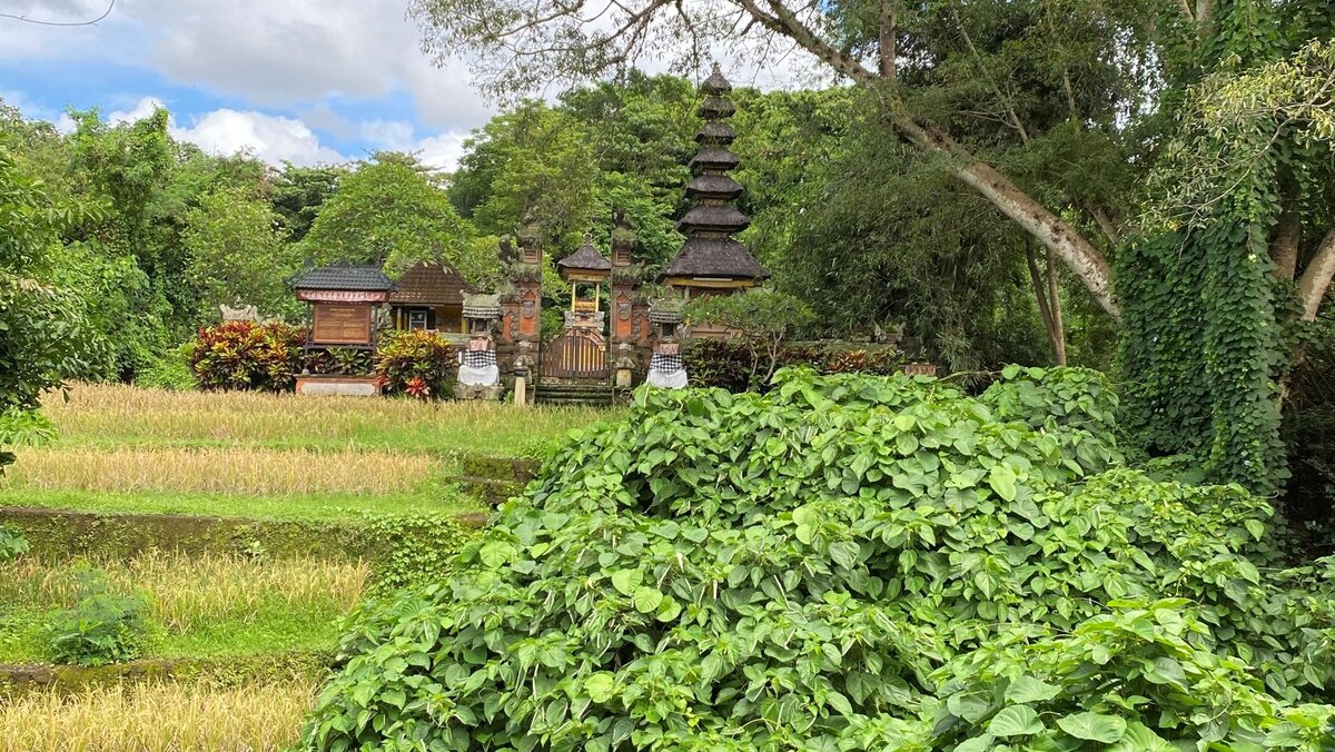 На входе в основную часть парка нас встретила миниатюрная рисовая терраса и очень симпатичный храм