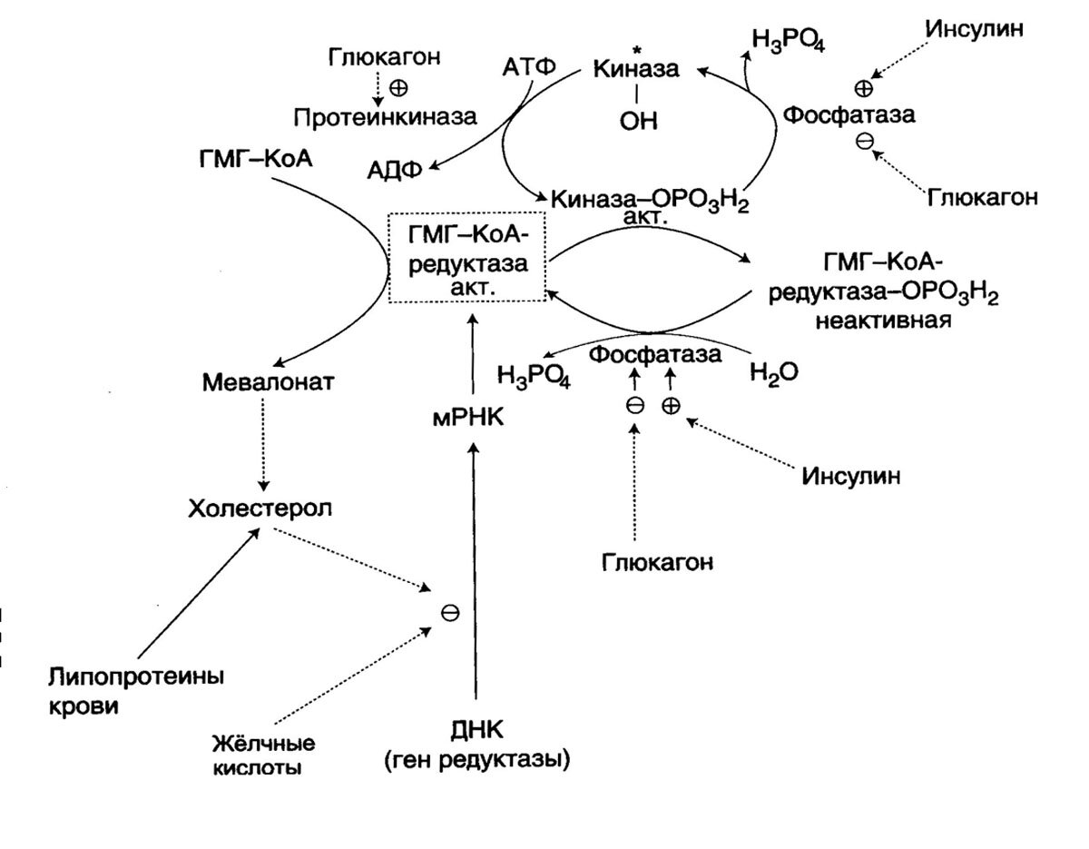 Схема синтеза инсулина биохимия