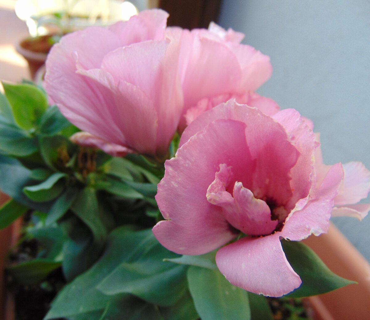 Eustoma grandiflorum, растущая на открытом воздухе фото автора.
