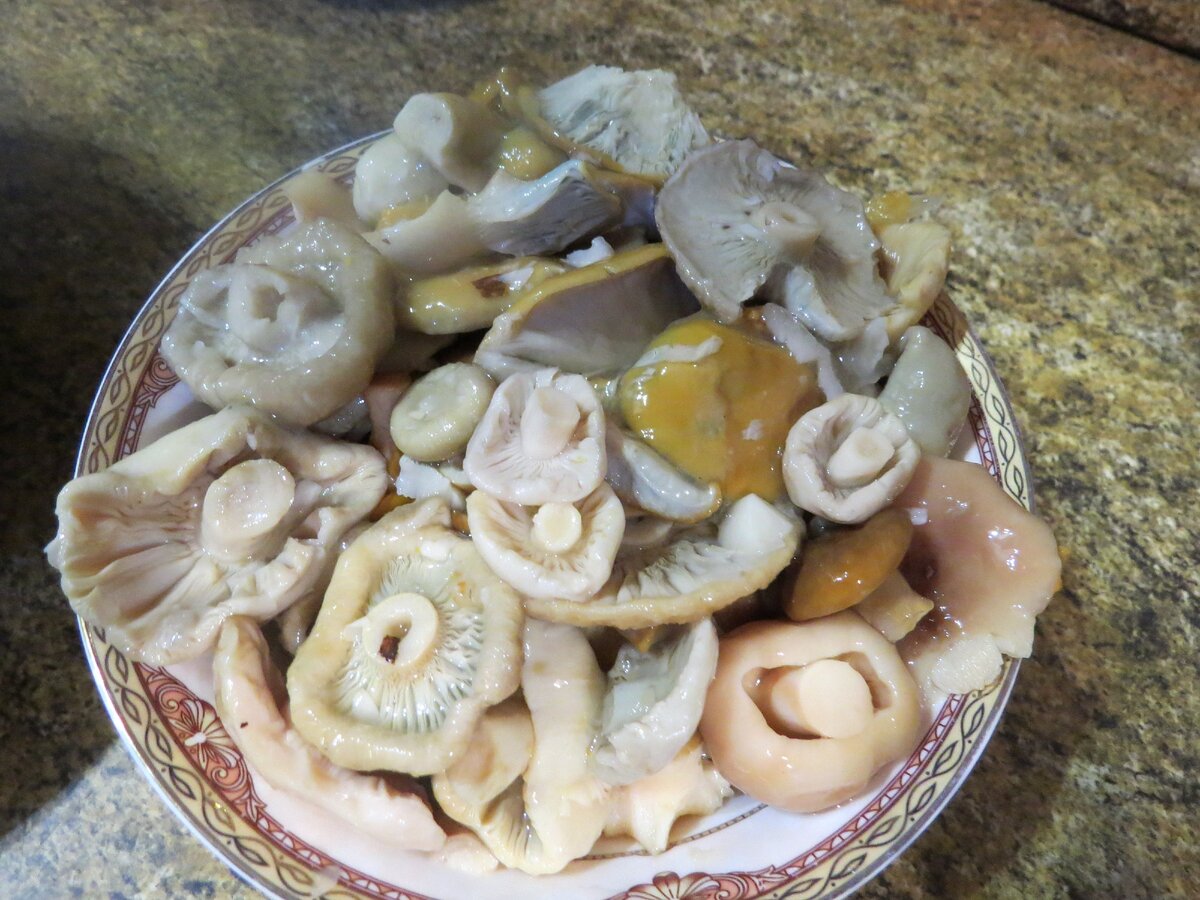 сыроежка гриб фото приготовление