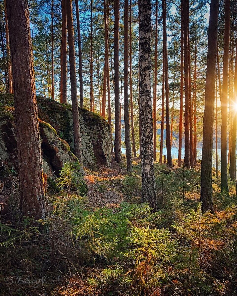 Хвойный лес Южного Урала