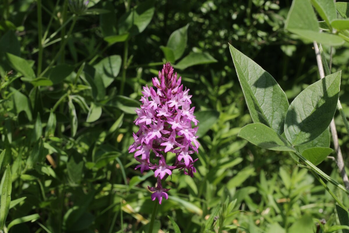 Анакамптис Пирамидальный Anacamptis pyramidalis