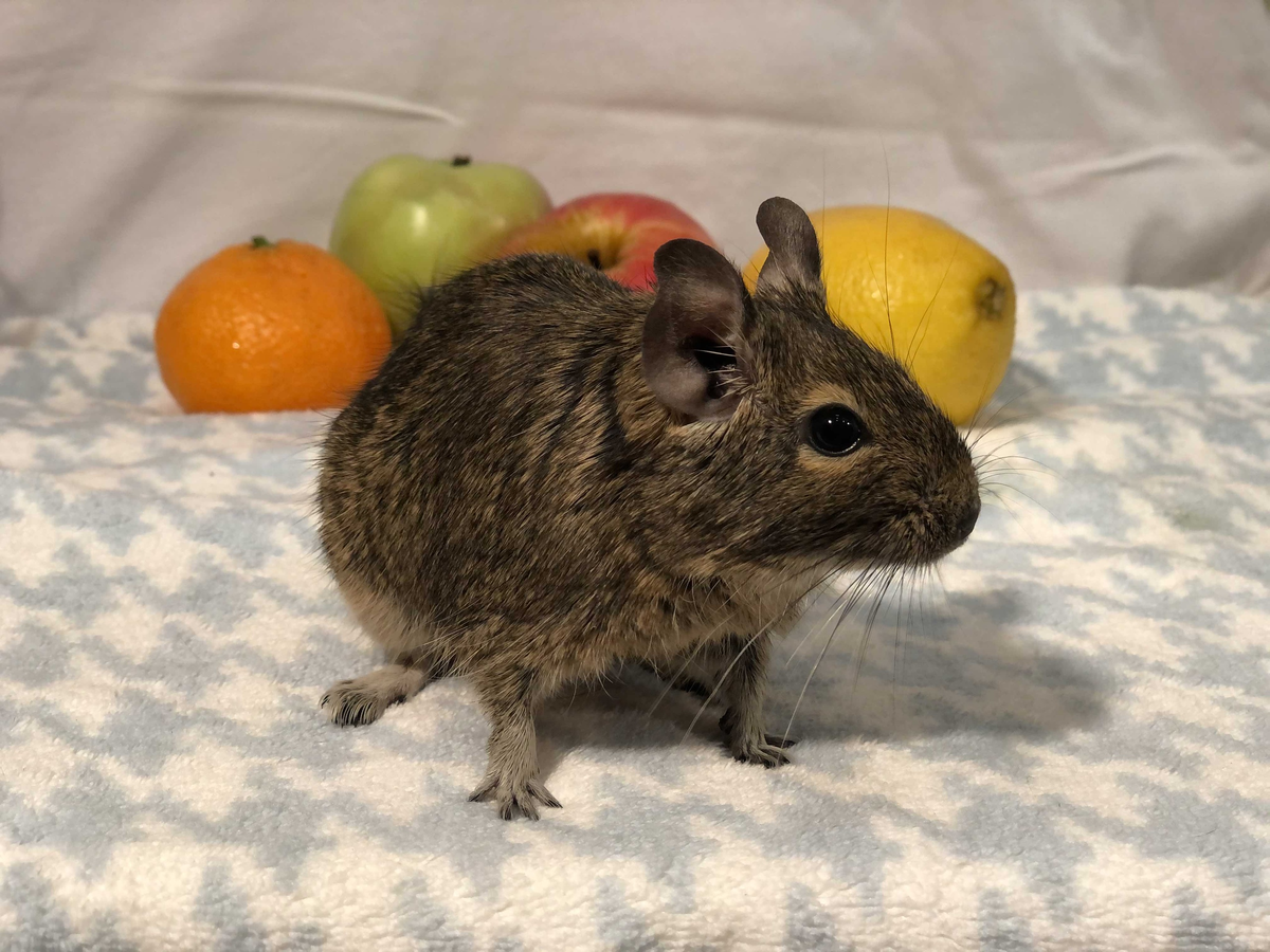 Наша белка по имени Борова