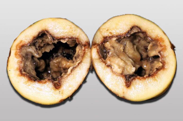 Источник фото: https://agroflora.ru/