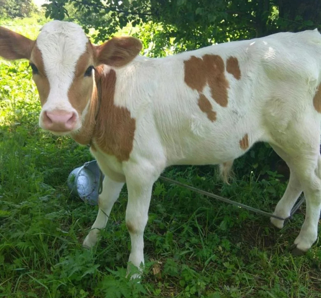 Фото из интернета 