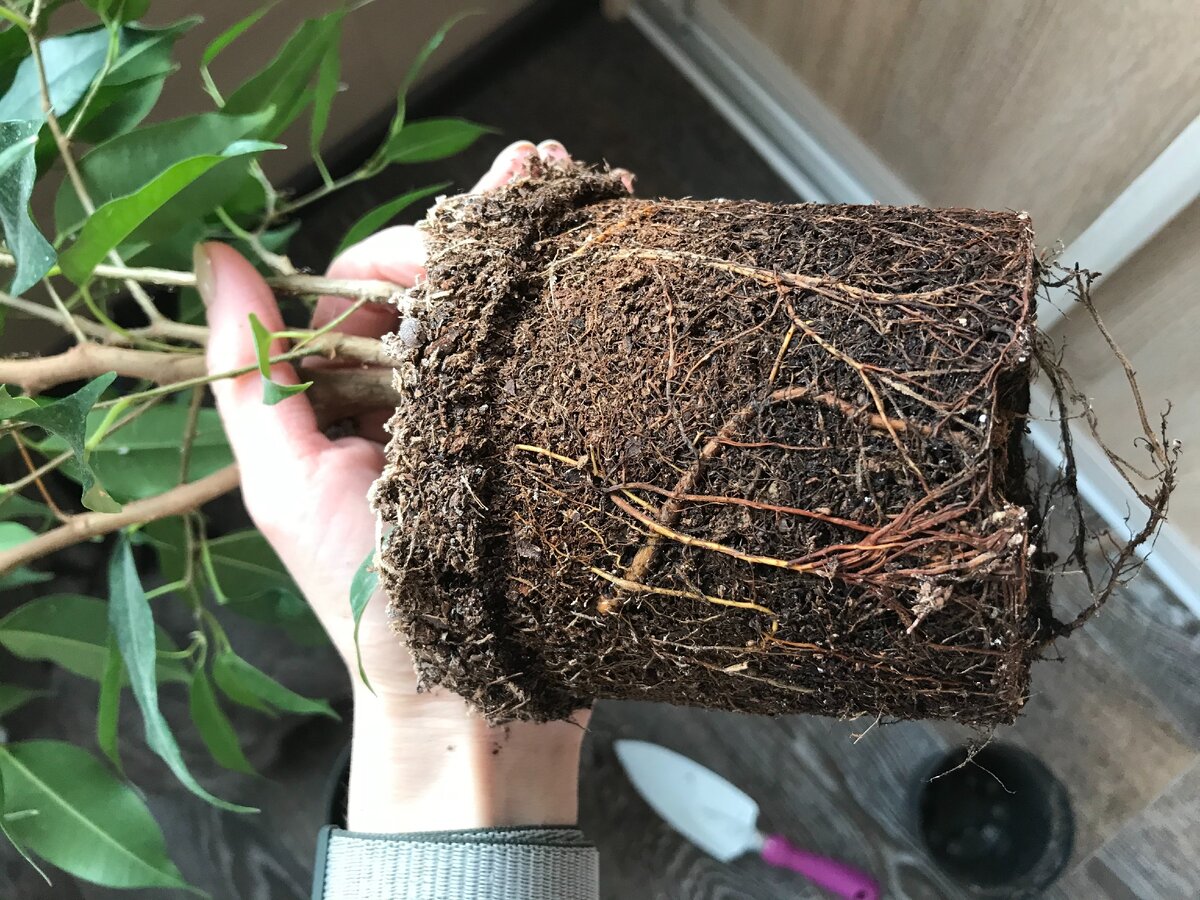 Смотрите как сильно разрослись корни! Даже из дренажных отверстий пришлось доставать