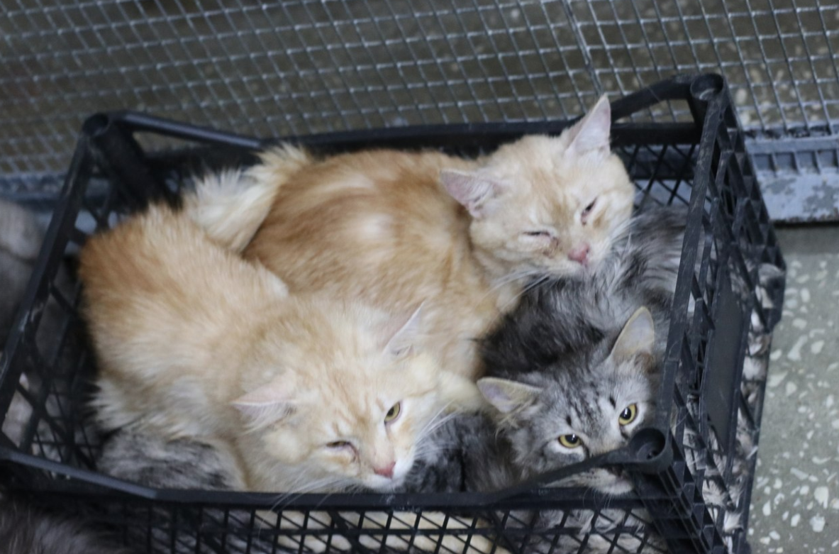 Коты. Источник фото: https://life.ru/p/1125002