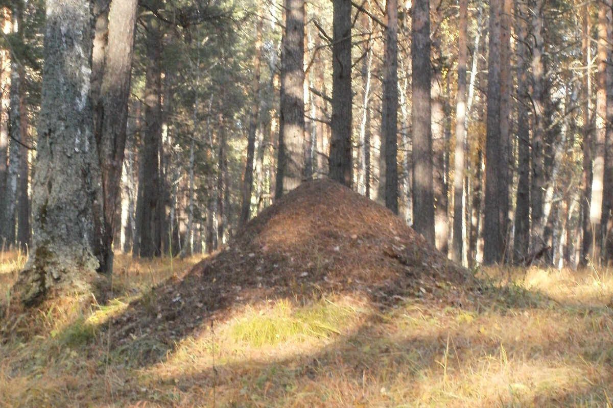 В лесу они никому не вредят и не мешают, но в саду они не дают покоя нашим растениям.