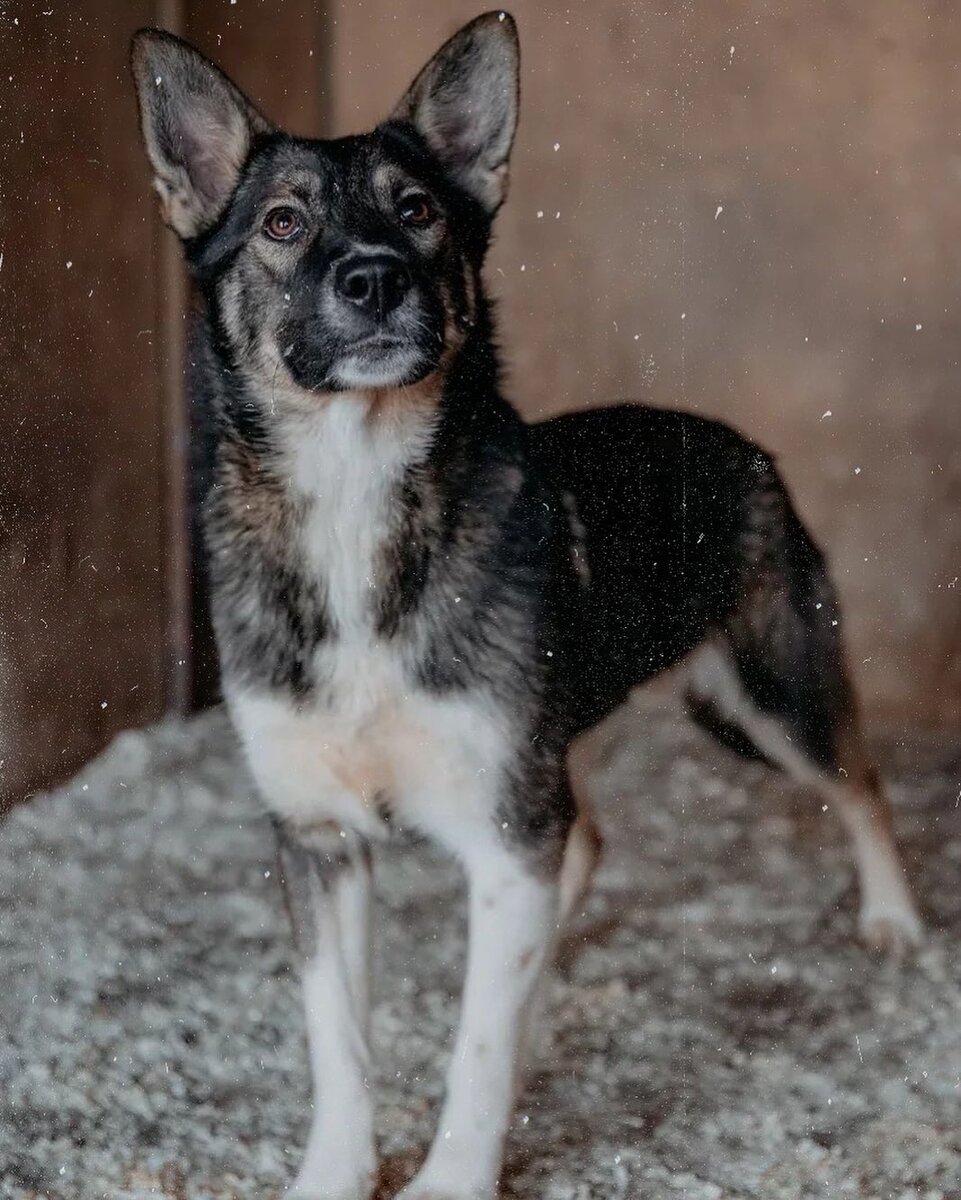 Нутелла в вольере