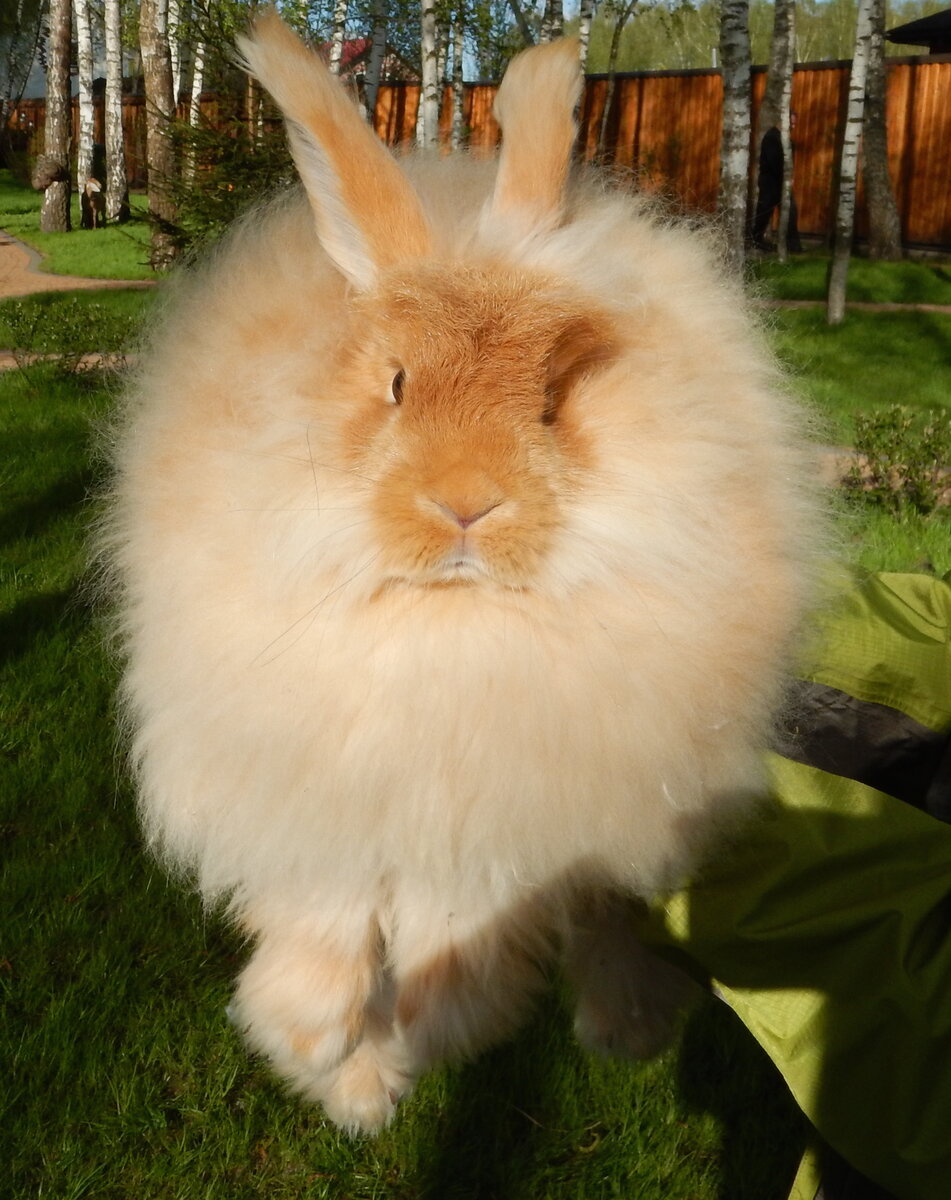 фото с форума Fermer.ru ©