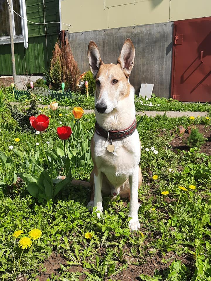 Винтик, колли короткошерстный, гений, танцор, спортсмен клуба "Ученый пес"