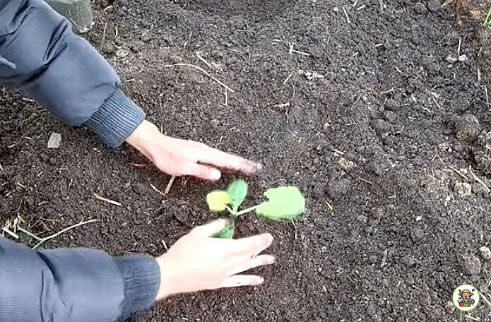 Высадка рассады в открытый грунт