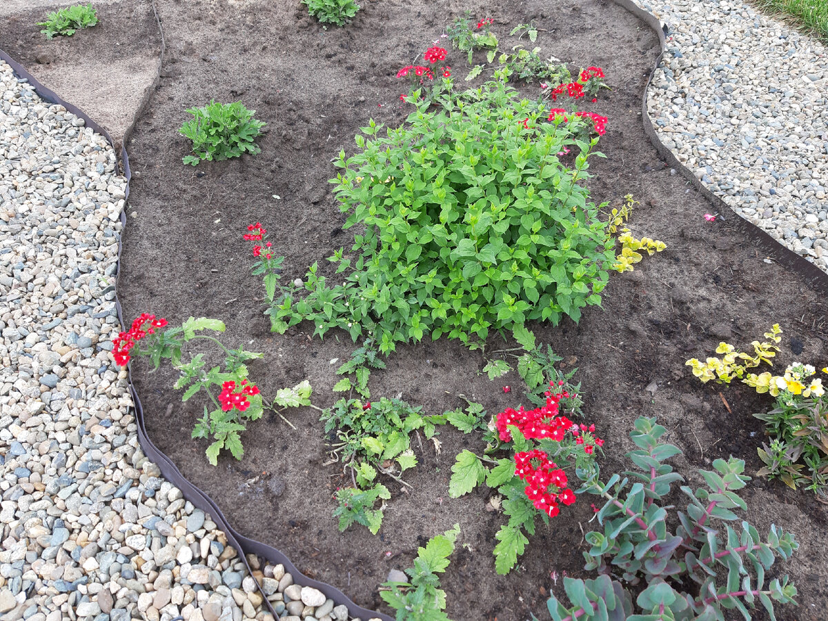 Моя вербена Ред. Май 2021