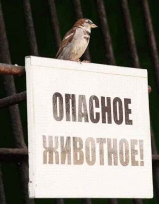Мем воробей. Воробей прикол. Забавные воробьи. Воробей Мем. Шутки про воробья
