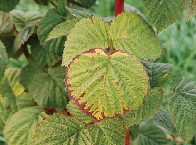 С сайта https://klumba.guru/yagody/malina/ Кайма из-за нехватки калия!