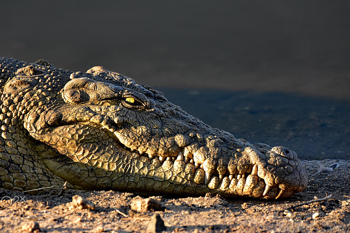 Крокодил 9. Гребнистый крокодил яйца. Исполинские пресмыкающие. Нильский крокодил. Крокодил 9.