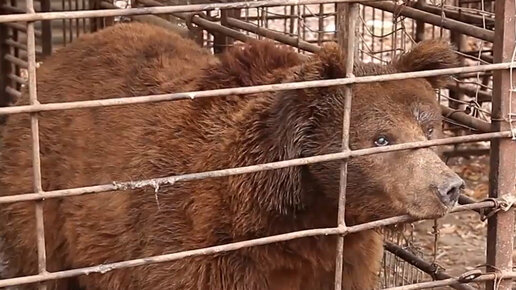 Медведь 31 год не выходил из клетки