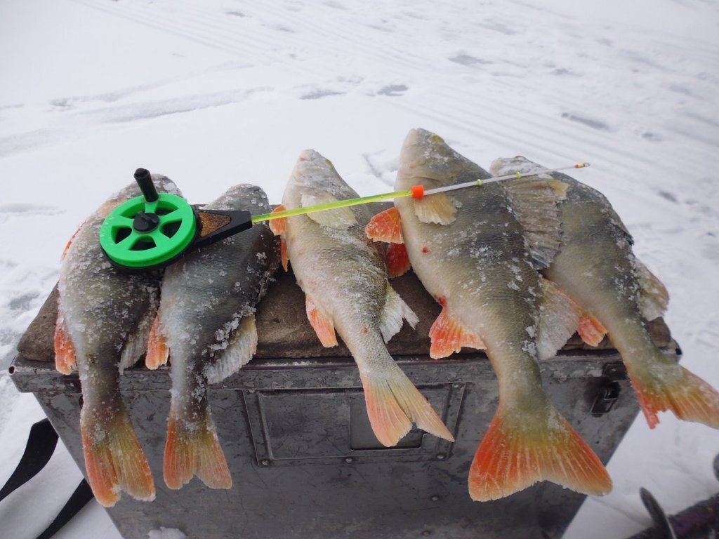 fishingsib.ru