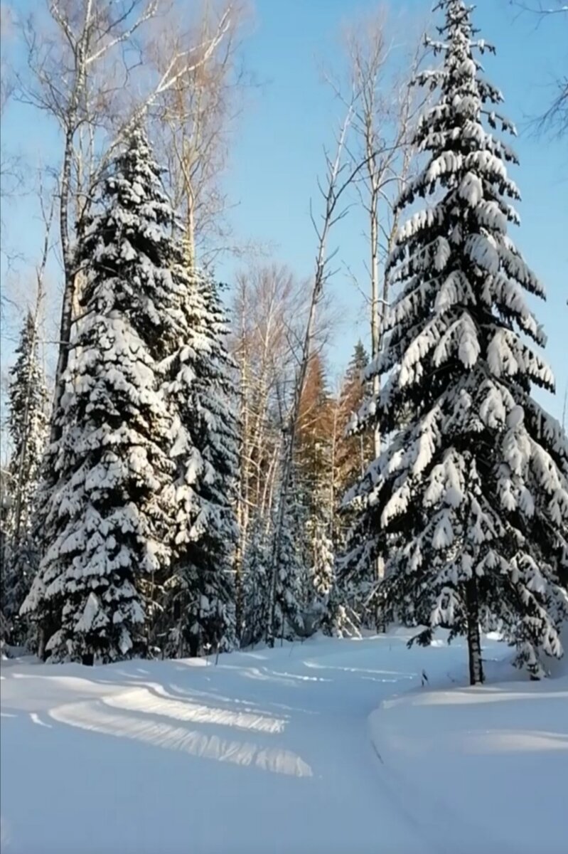 Из лесу вестимо) 
