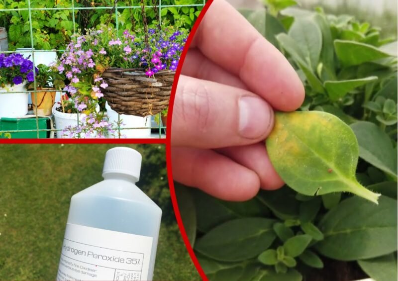 Желтеют листья петунии