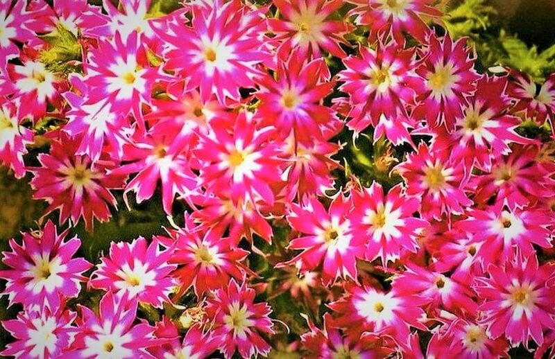 Если неохота постоянно полоть сорняки! Что стоит посадить | GardenLife ...