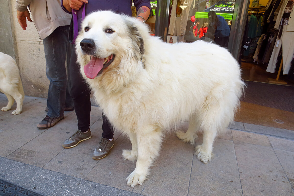 Пиренейская сторожевая собака