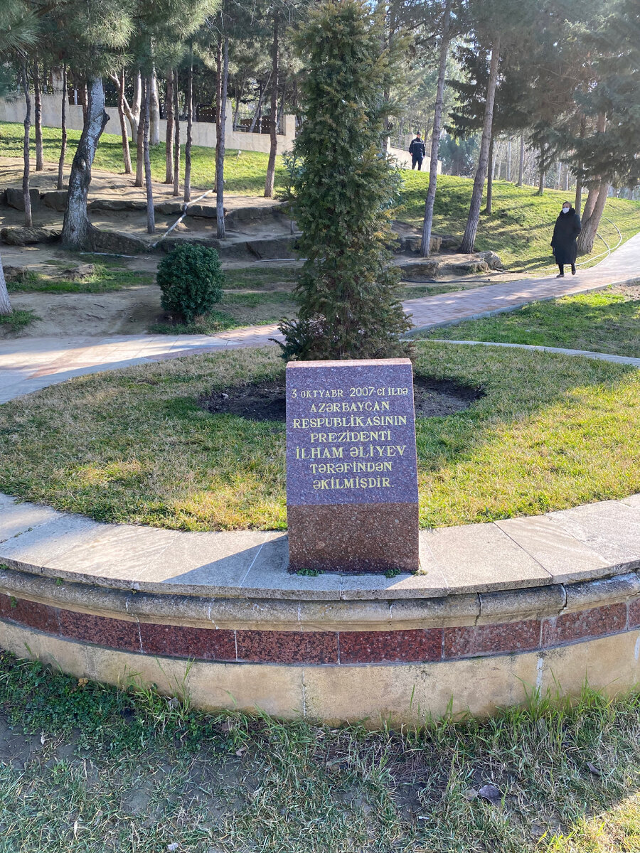 Дерево которое посадил президент 