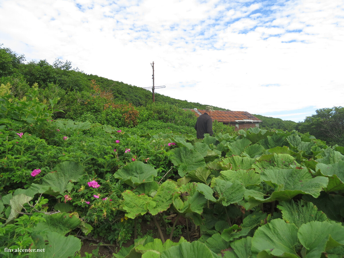 Все подходы к заставе основательно заросли.