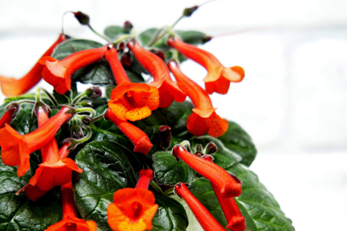 Фото и коллекция masteritayaplants