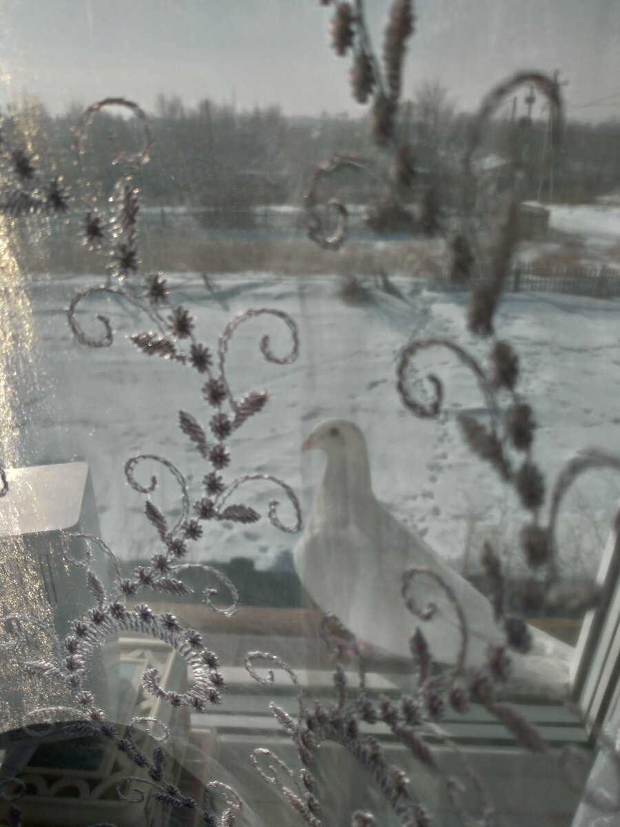 Птица мира.